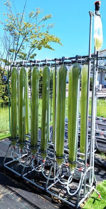 Algae in hanging plastic bags | LIVING TORONTO